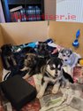 PUPPIES FOR SALE 