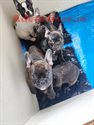 FRENCH BULLDOG PUPPIES FOR SALE!