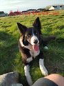 LOVELY BORDER COLLIE FREE TO GOOD HOME